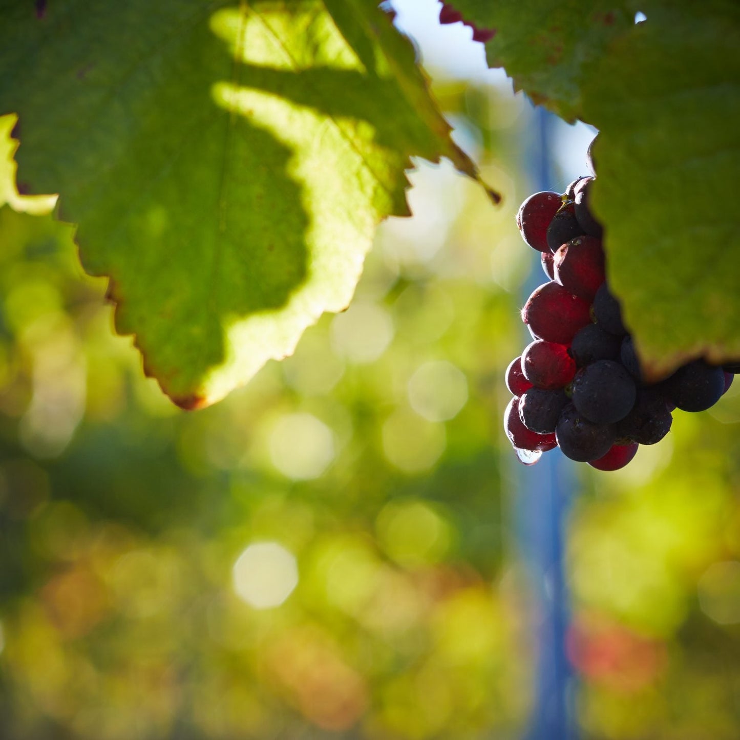 Harvest Report 2011 - The Year of Great Chardonnay